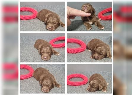 Aussiedoodle Traum ! Knuffige Welpen in tollen, wie seltenen Farben aus überprüfter Familienaufzucht