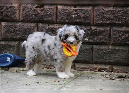 Aussiedoodle Traum ! Knuffige Welpen in tollen, wie seltenen Farben aus überprüfter Familienaufzucht