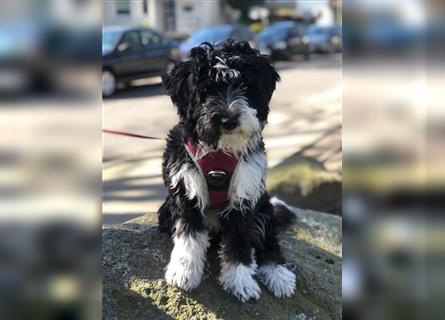 Aussiedoodle Traum ! Knuffige Welpen in tollen, wie seltenen Farben aus überprüfter Familienaufzucht