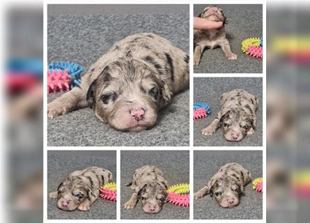 Aussiedoodle Traum ! Knuffige Welpen in tollen, wie seltenen Farben aus überprüfter Familienaufzucht