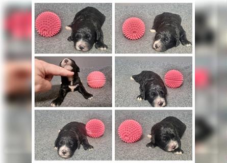 Aussiedoodle Traum ! Knuffige Welpen in tollen, wie seltenen Farben aus überprüfter Familienaufzucht