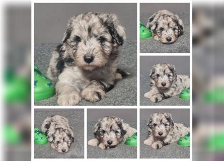 Aussiedoodle Traum ! Knuffige Welpen in tollen, wie seltenen Farben aus überprüfter Familienaufzucht