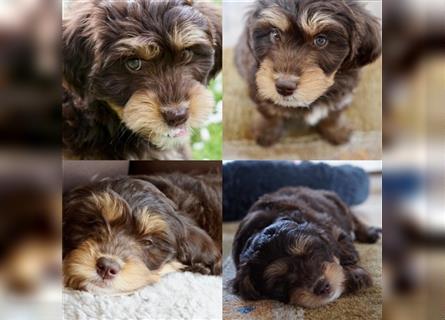 Aussiedoodle Traum ! Knuffige Welpen in tollen, wie seltenen Farben aus überprüfter Familienaufzucht