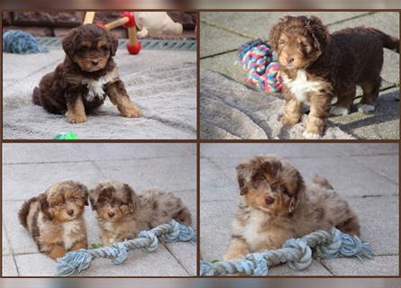 Aussiedoodle Traum ! Knuffige Welpen in tollen, wie seltenen Farben aus überprüfter Familienaufzucht