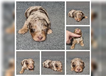 Aussiedoodle Traum ! Knuffige Welpen in tollen, wie seltenen Farben aus überprüfter Familienaufzucht