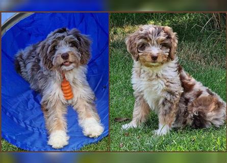 Aussiedoodle Traum ! Knuffige Welpen in tollen, wie seltenen Farben aus überprüfter Familienaufzucht