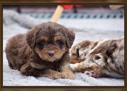 Aussiedoodle Traum ! Knuffige Welpen in tollen, wie seltenen Farben aus überprüfter Familienaufzucht