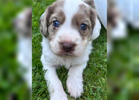 Mini COTRALIAN Welpen COCKER SPANIEL MINI AUSSIE MIX ab dem 29.9