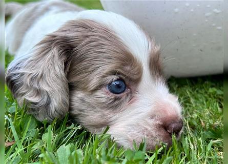 Mini COTRALIAN Welpen COCKER SPANIEL MINI AUSSIE MIX ab dem 29.9