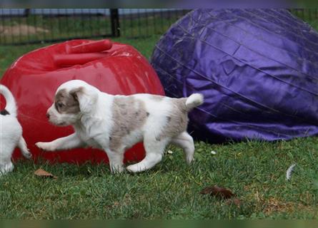 Engl. Mini COTRALIAN Welpen COCKER SPANIEL MINI AUSSIE MIX ab dem 29.9