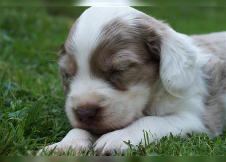 Mini COTRALIAN Welpen COCKER SPANIEL MINI AUSSIE MIX ab dem 29.9