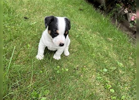 Jack Russel Terrier  Welpen