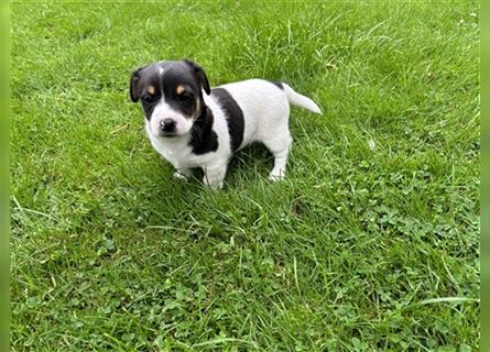 Jack Russel Terrier Welpen