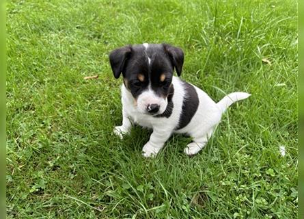 Jack Russel Terrier Welpen