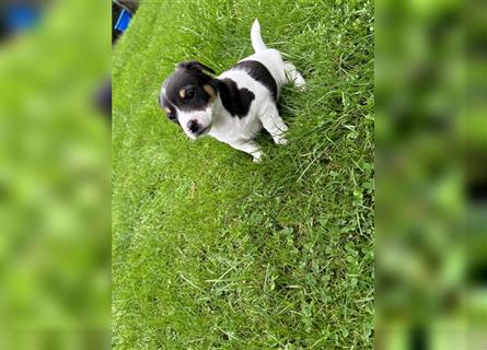 Jack Russel Terrier Welpen