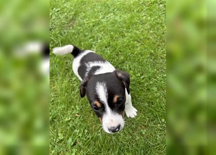 Jack Russel Terrier Welpen