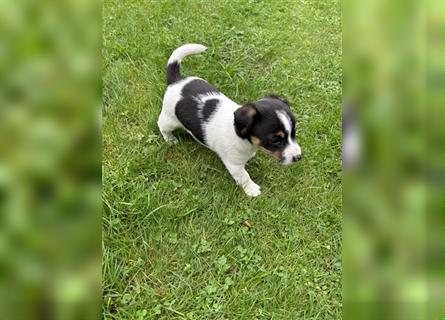 Jack Russel Terrier Welpen