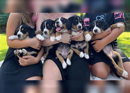 Entlebucher Sennenhunde vom Bauernhof