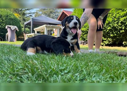 Entlebucher Sennenhunde vom Bauernhof