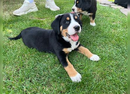 Entlebucher Sennenhunde vom Bauernhof