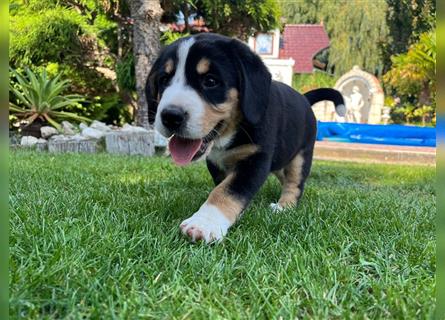 Entlebucher Sennenhunde vom Bauernhof