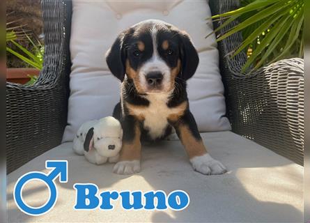 Entlebucher Sennenhunde vom Bauernhof