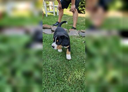 Entlebucher Sennenhunde vom Bauernhof