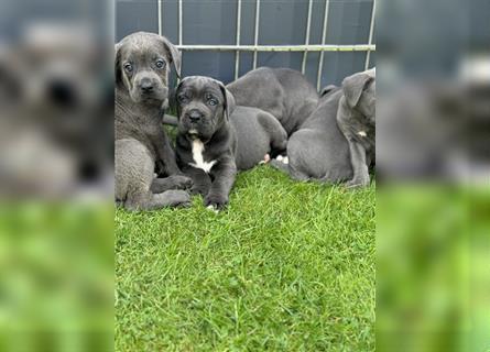 Cane Corso Welpen