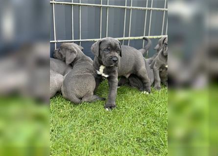 Cane Corso Welpen