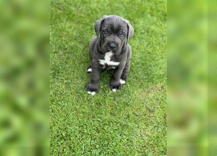 Cane Corso Welpen