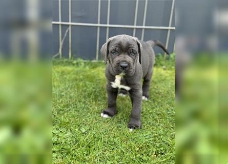 Cane Corso Welpen