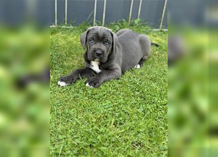 Cane Corso Welpen