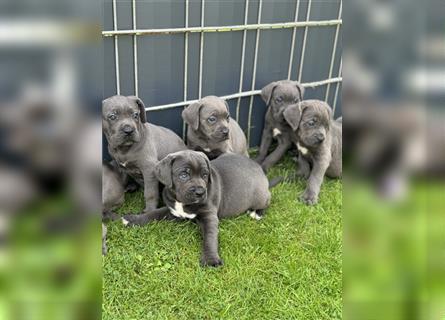 Cane Corso Welpen