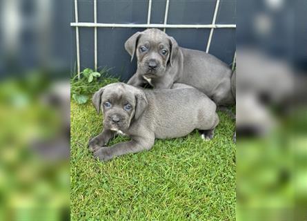 Cane Corso Welpen