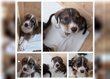 Entlebucher Sennenhund-Mix Welpen