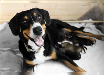 Entlebucher Sennenhund-Mix Welpen