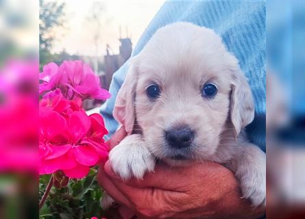 Golden Retriever Welpen