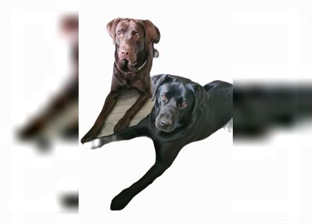 Reinrassiger, schwarzer Labradorwelpe