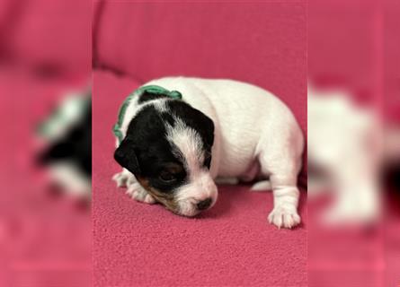 Jack Russel Terrier Welpen