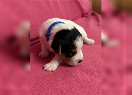 Jack Russel Terrier Welpen