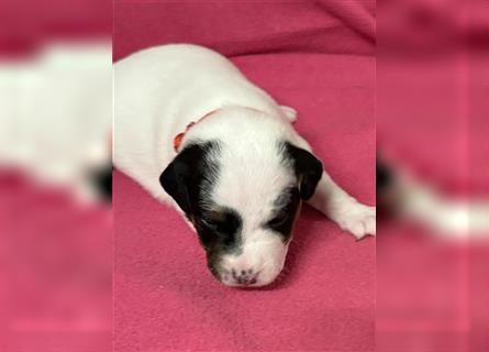 Jack Russel Terrier Welpen