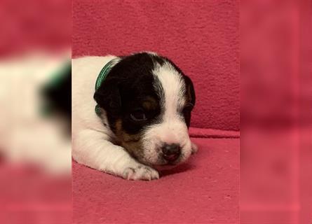 Jack Russel Terrier Welpen