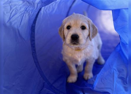 Golden Retriever Welpen