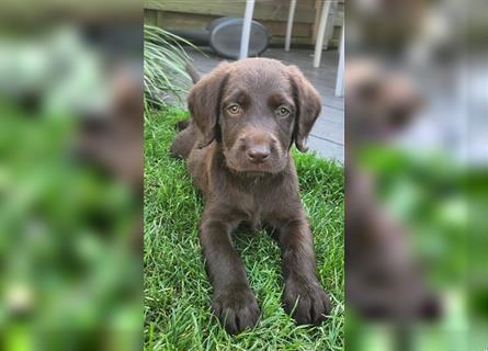 Labradoodle Welpe - Hündin "Lilly"