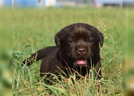 Labrador retriever Welpen