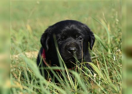 Labrador retriever Welpen