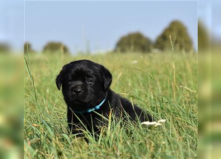 Labrador retriever Welpen