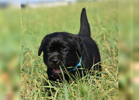 Labrador retriever Welpen