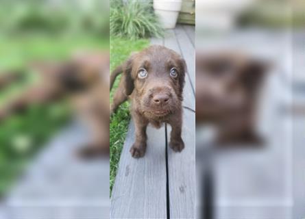 Labradoodle Welpe - Rüde "Elvis"