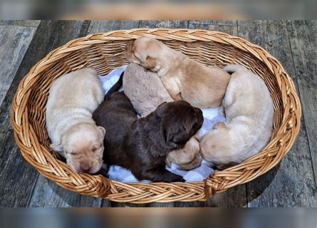 Labradorwelpen aus Familenaufzucht ab 20  Oktober in liebevolle Hände